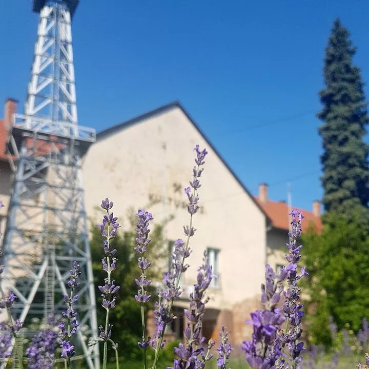 Profilkép