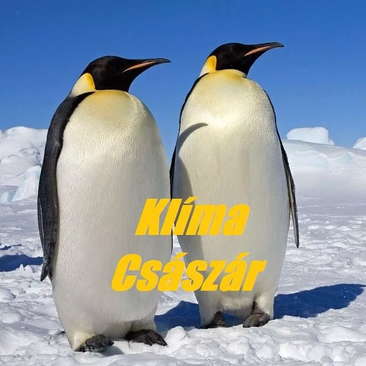 Profilkép