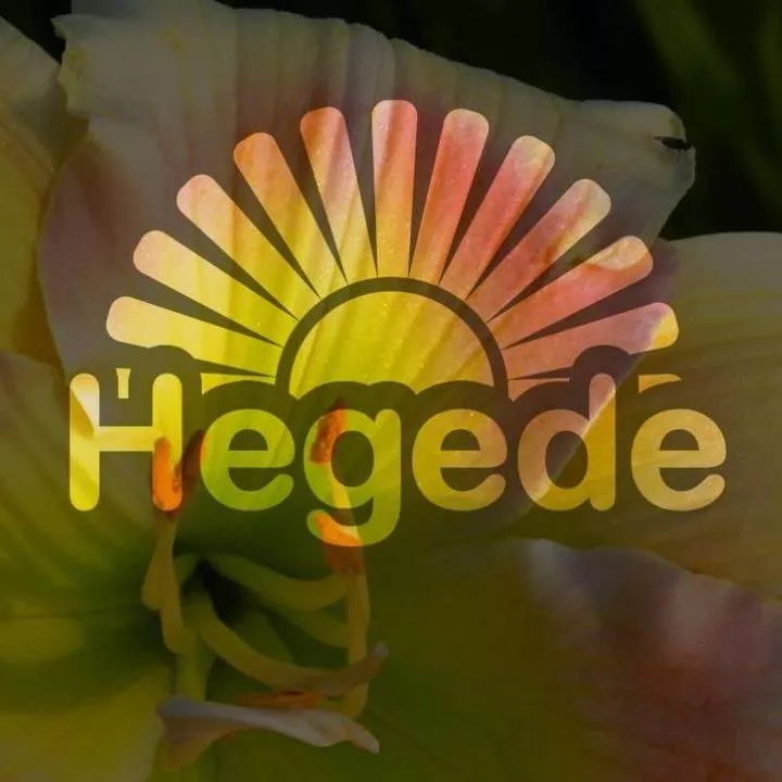 Profilkép