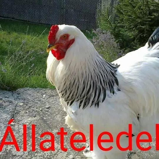 Profilkép