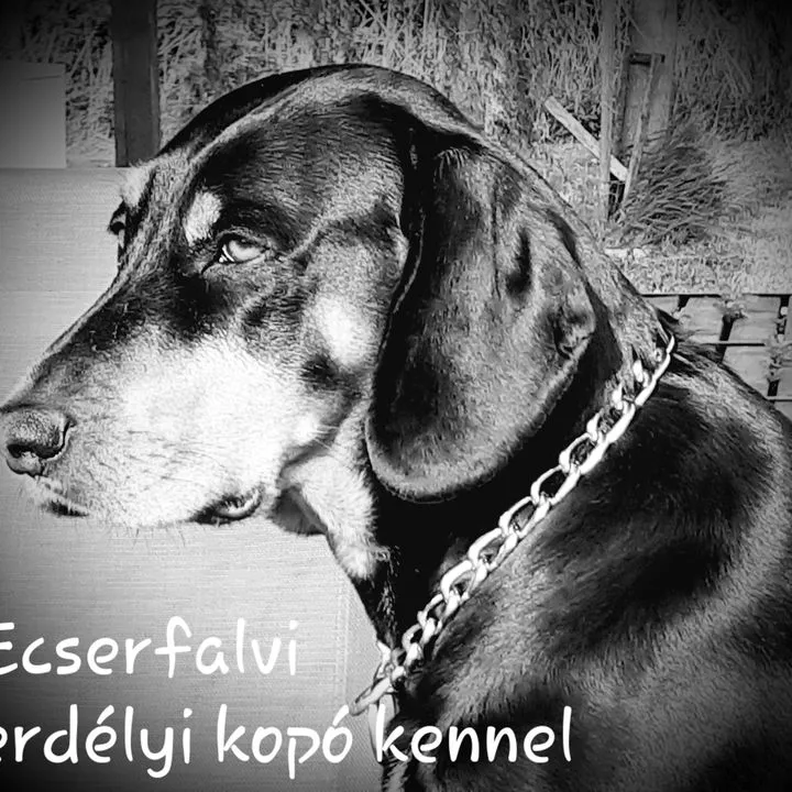 Profilkép