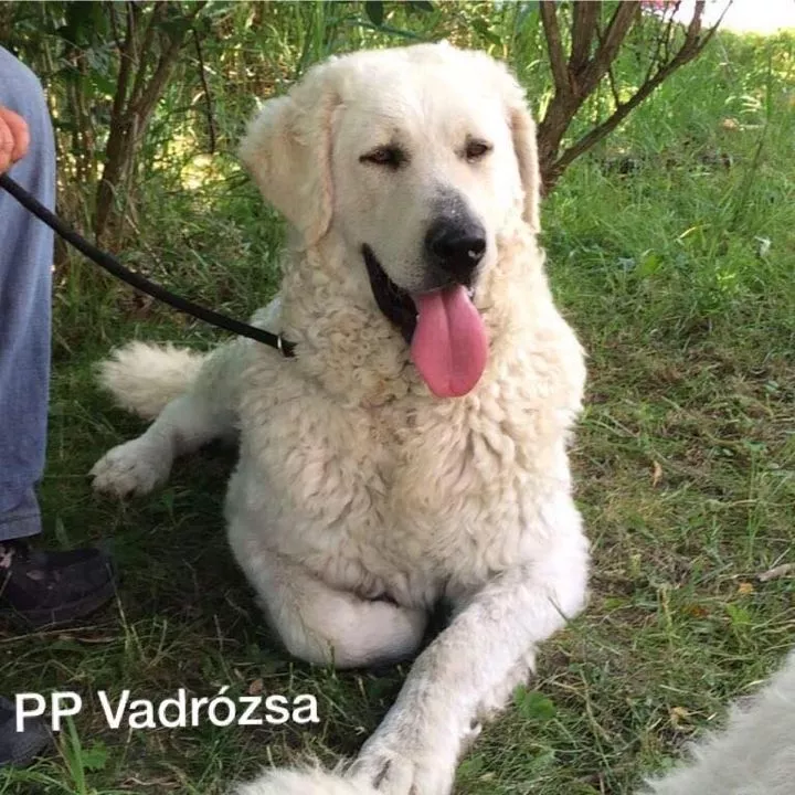 Profilkép