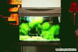 Videó