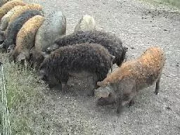 Videó