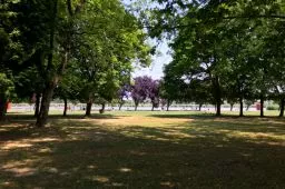 Videó