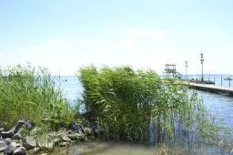 Videó