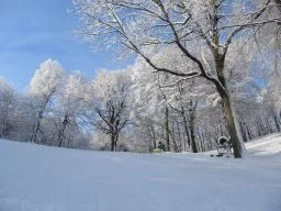 Videó